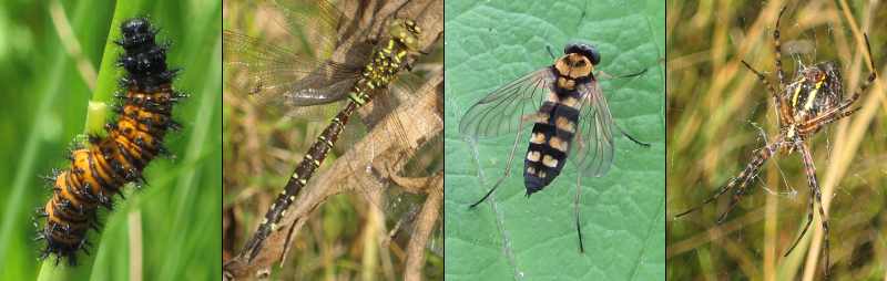 Baltimore checkerspot caterpillar, lance-tipped darner dragonfly, ornate snipe fly, garden spider