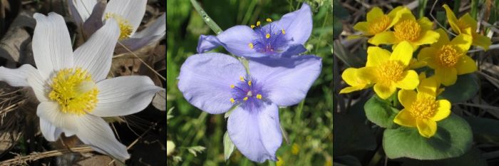 pasqueflower, spiderwort, marsh marigold
